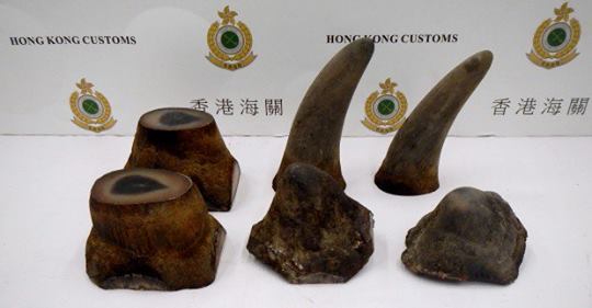 Read more about the article Rhino Horn