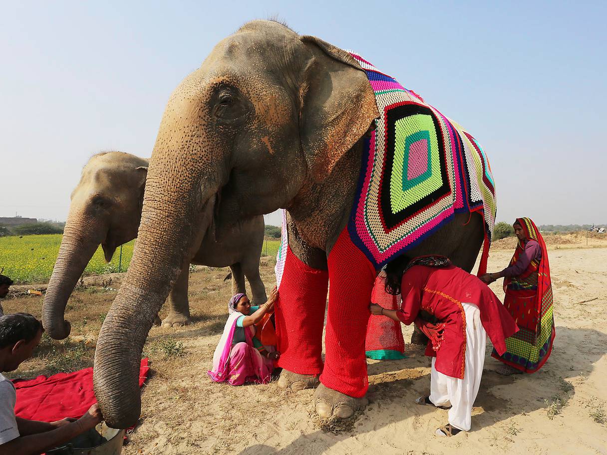 Read more about the article Warm Baby Elephants in South East Asia