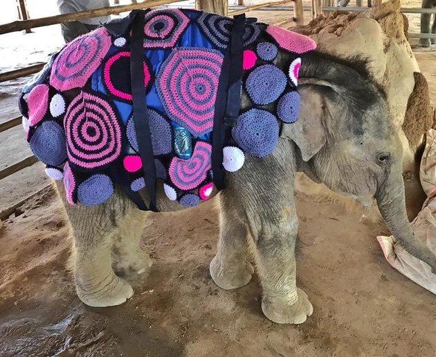 Read more about the article Baby Elephants in Crocheted Blankets!